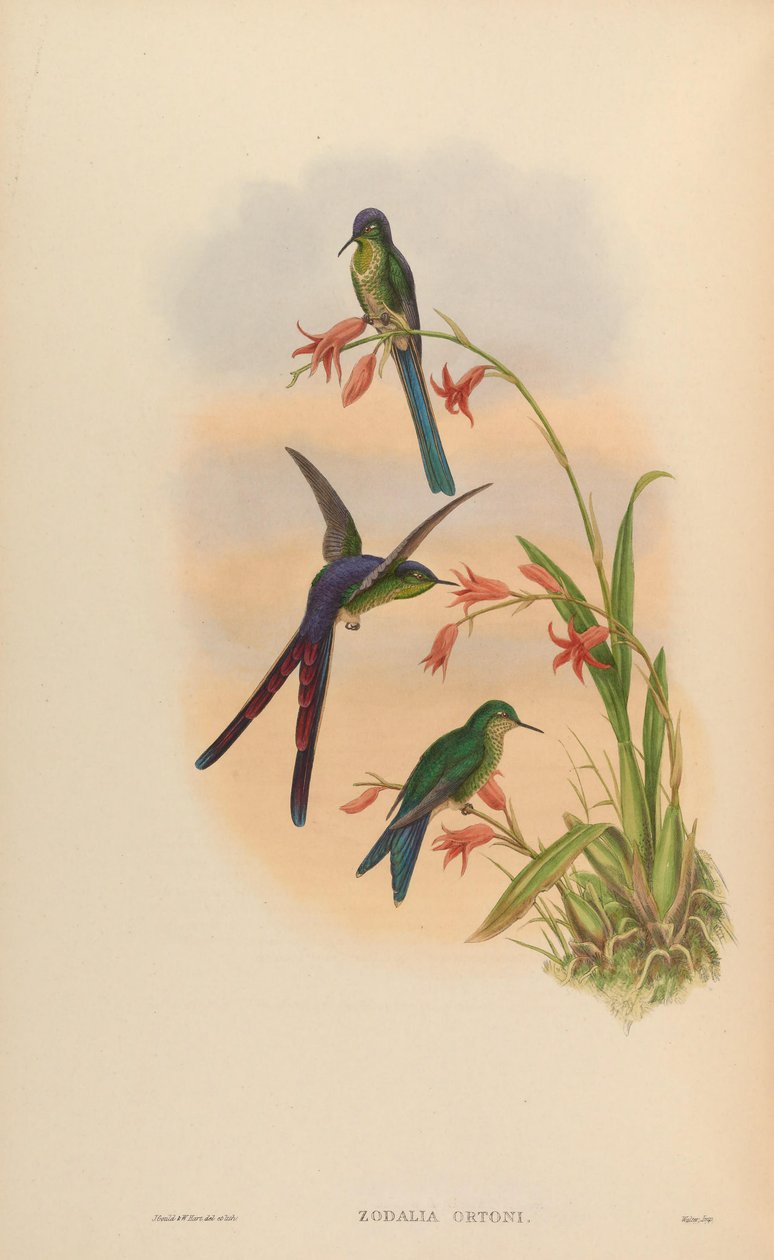 Zodalia ortoni = Sejrens lesbia af John Gould