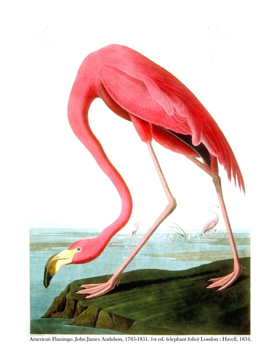 Amerikansk Flamingo, 1834 af John James Audubon