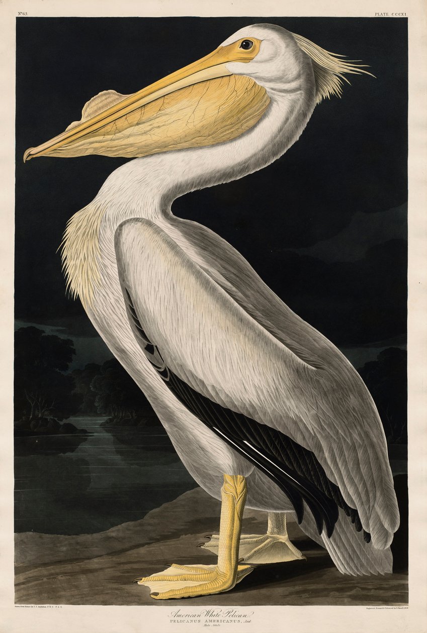 Amerikansk hvid pelikan, 1836 af John James Audubon
