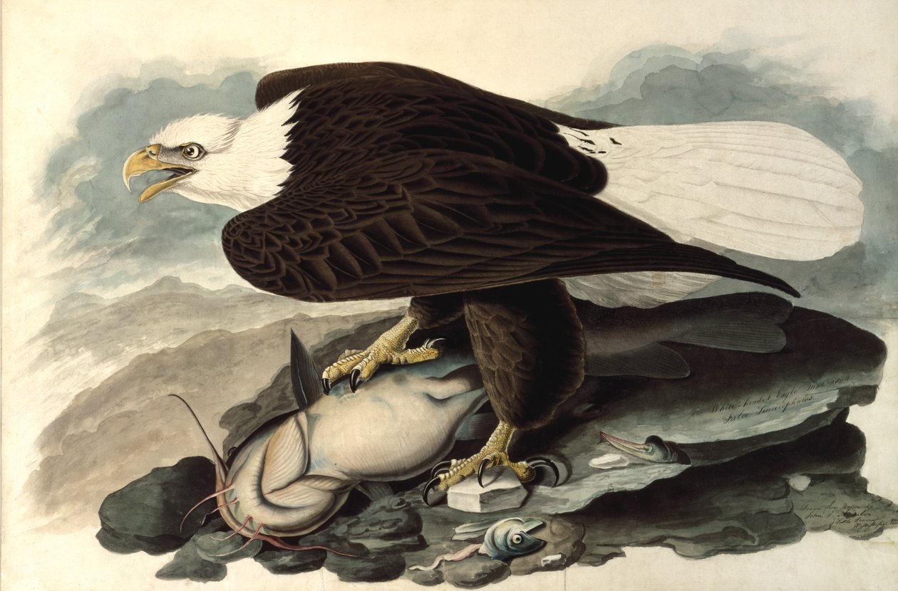Bald Eagle, 1828 (wc, pastel og grafit på papir) af John James Audubon