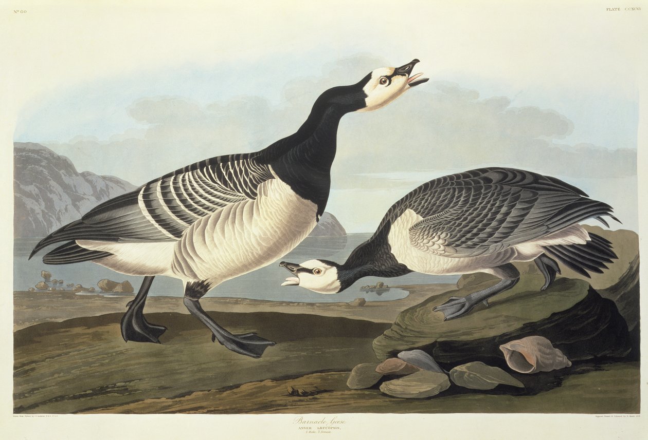 Nakkegæs af John James Audubon
