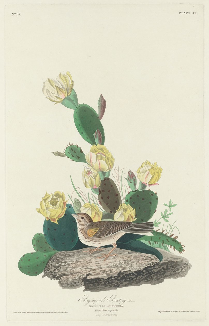 Bay-winged Bunting, 1830 af John James Audubon