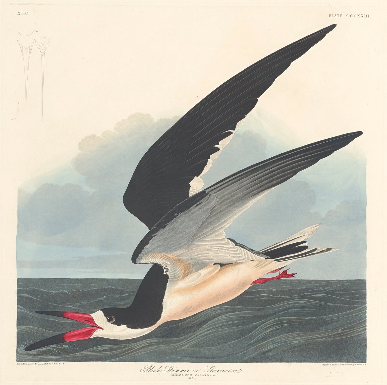 Sort skimmer, 1836 af John James Audubon