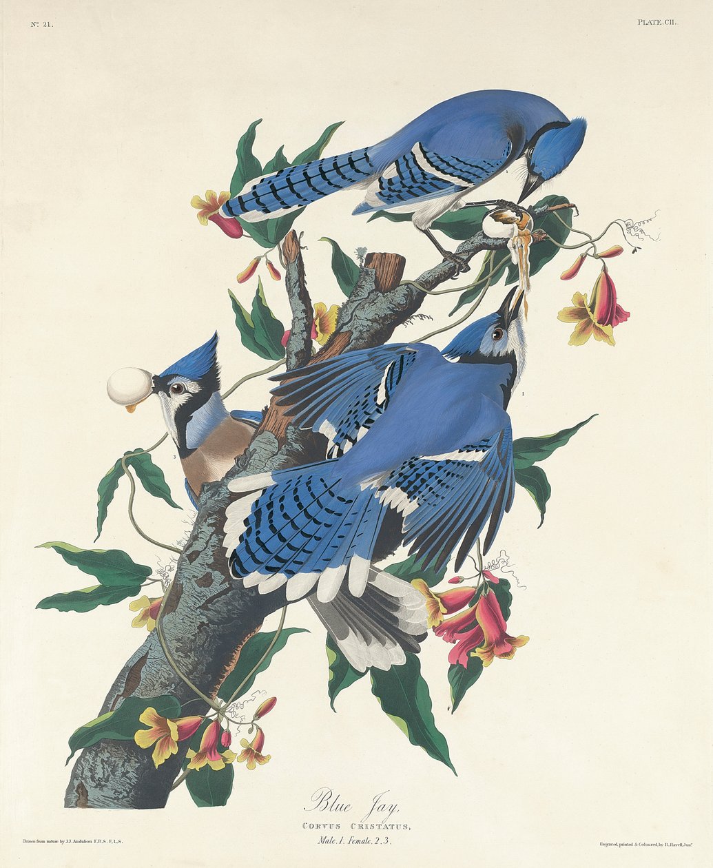 Blue Jay, 1831 af John James Audubon