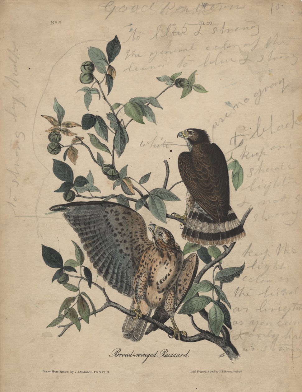 Bredvinget musvåge, litho af J.T. Bowen, 1840 af John James Audubon