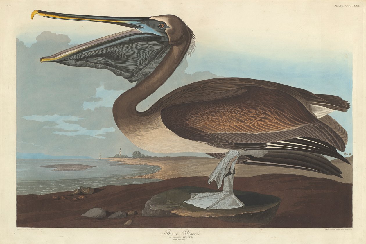 Brun pelikan, 1838 af John James Audubon