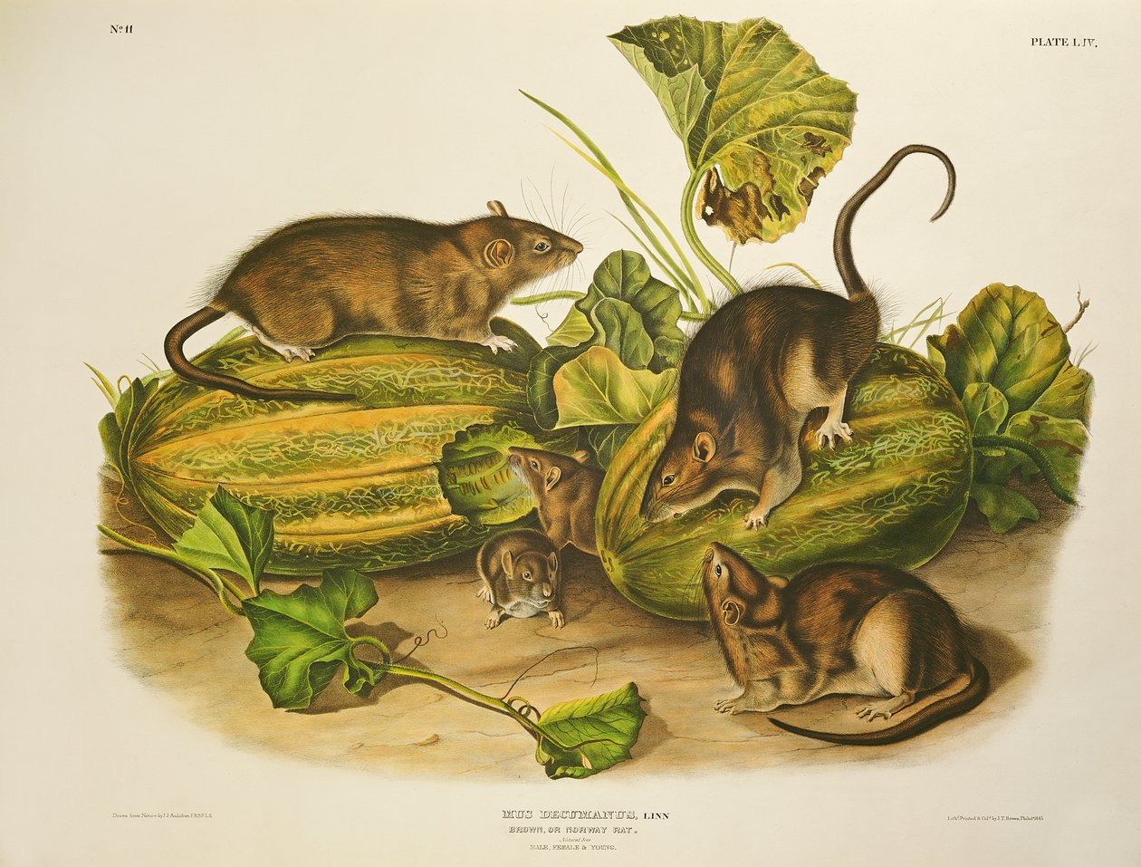 Brown, or Norway Rat, graveret af John T. Bowen (1801-c.56), udgivet 1845 af John James Audubon