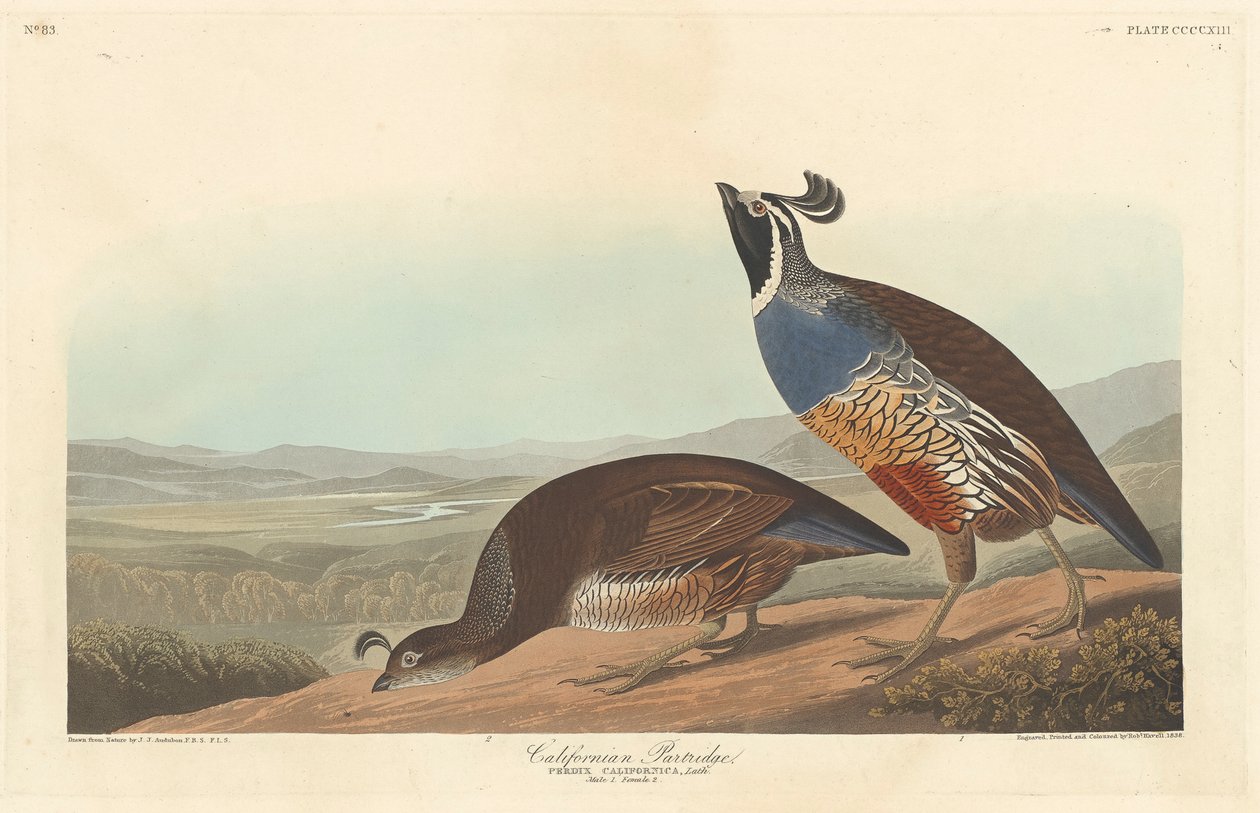 Californisk Agerhøne, 1838 af John James Audubon