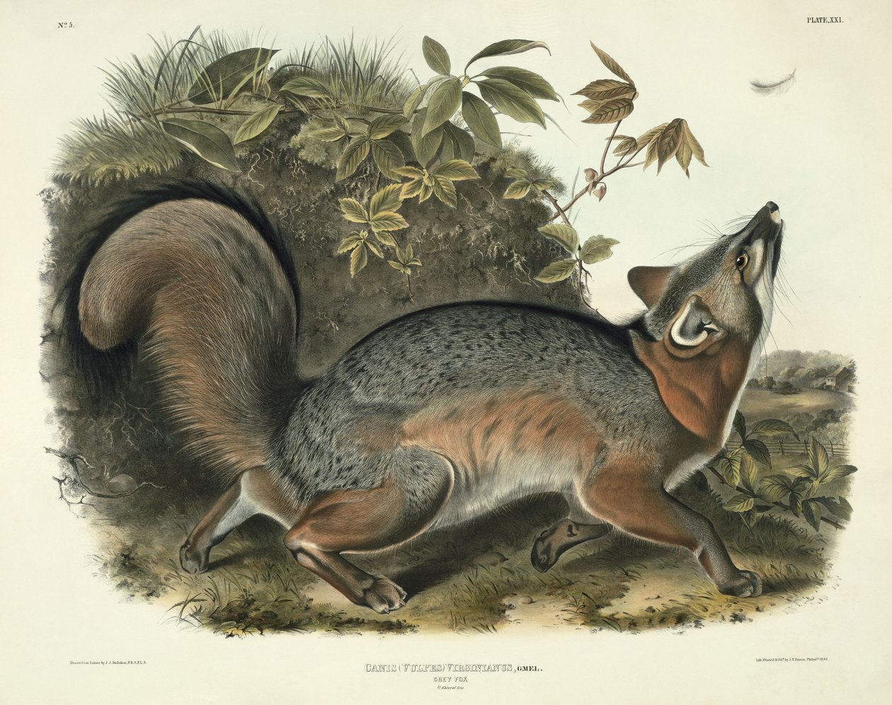 Canis (Vulpes) Virginianus (Grey Fox), plade 21 fra 