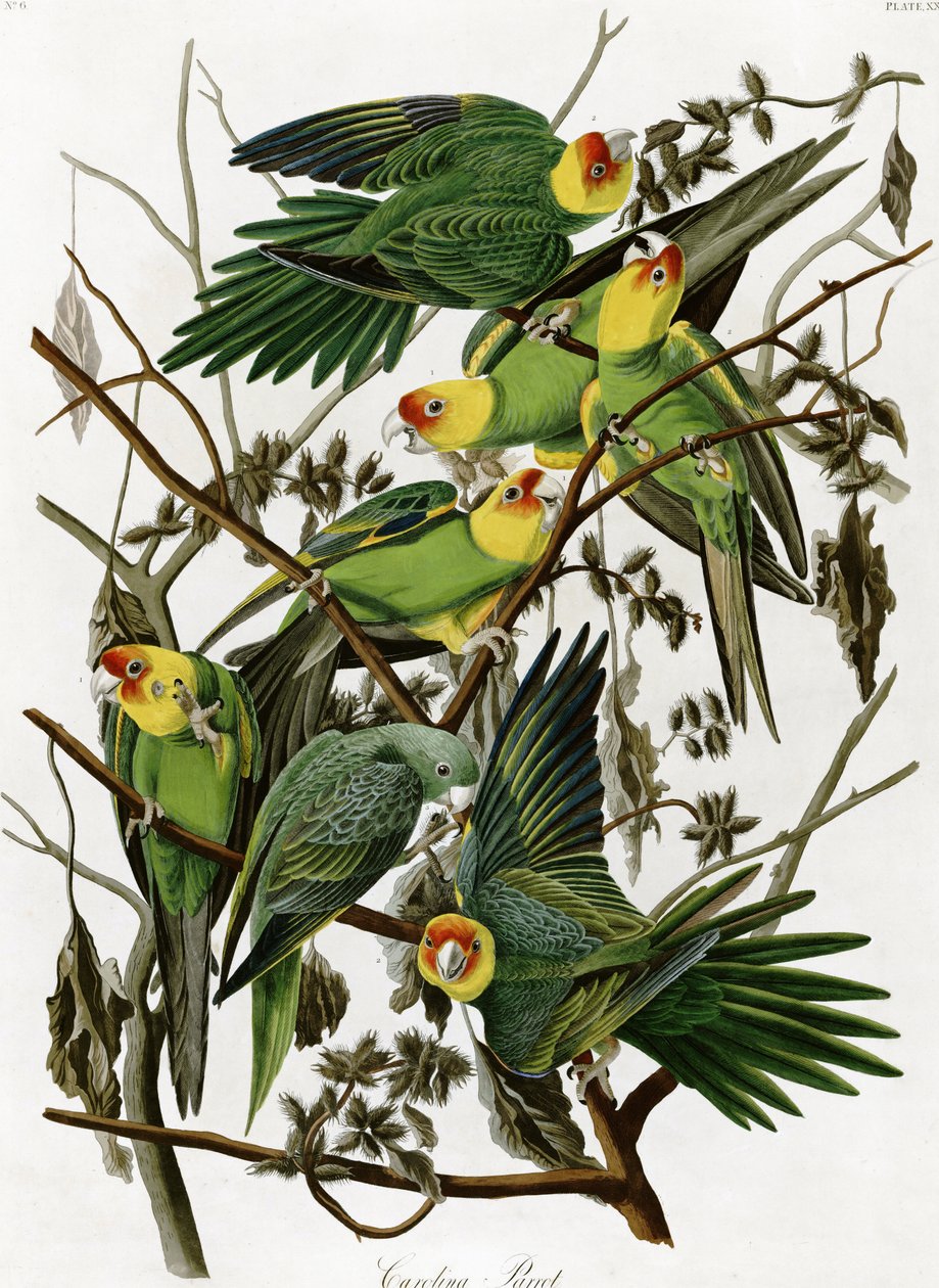 Carolina parakitter af John James Audubon (1833) af John James Audubon