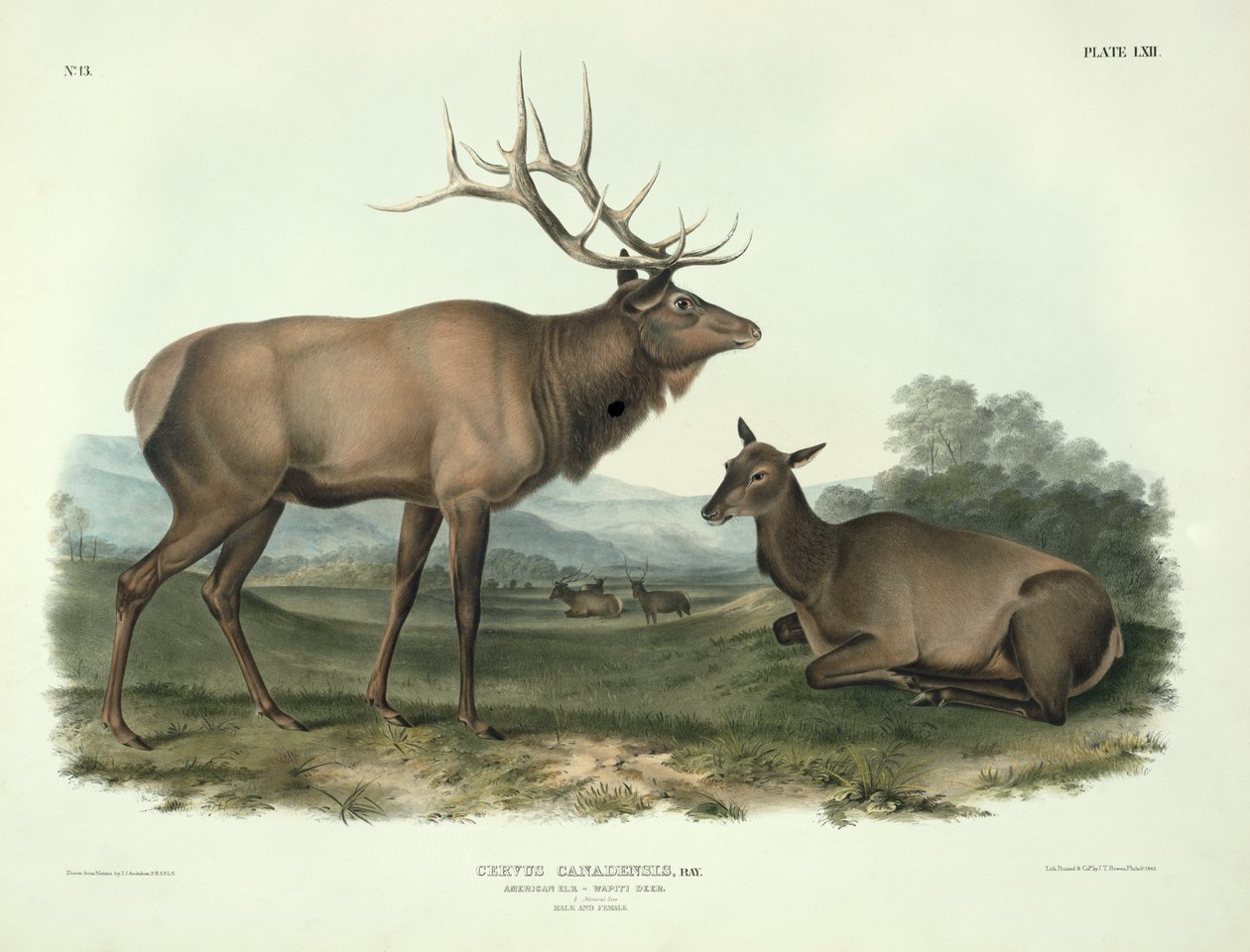 Cervus Canadensis (American Elk, Wapiti Deer), plade 62 fra 