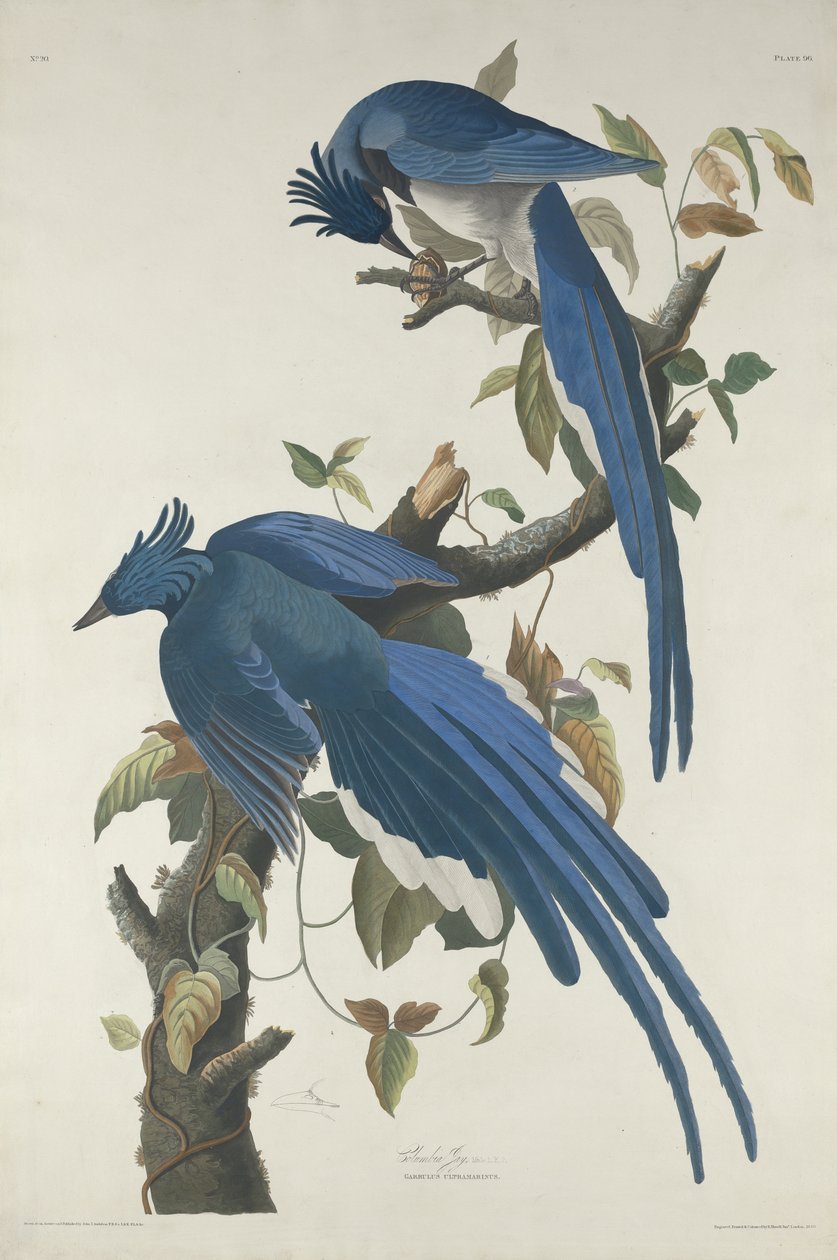Columbia Jay, 1830 (håndfarvet radering og akvatint på Whatman-papir) af John James Audubon