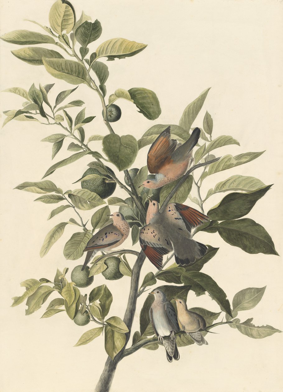 Common Ground Dove (blyant og wc på papir) af John James Audubon