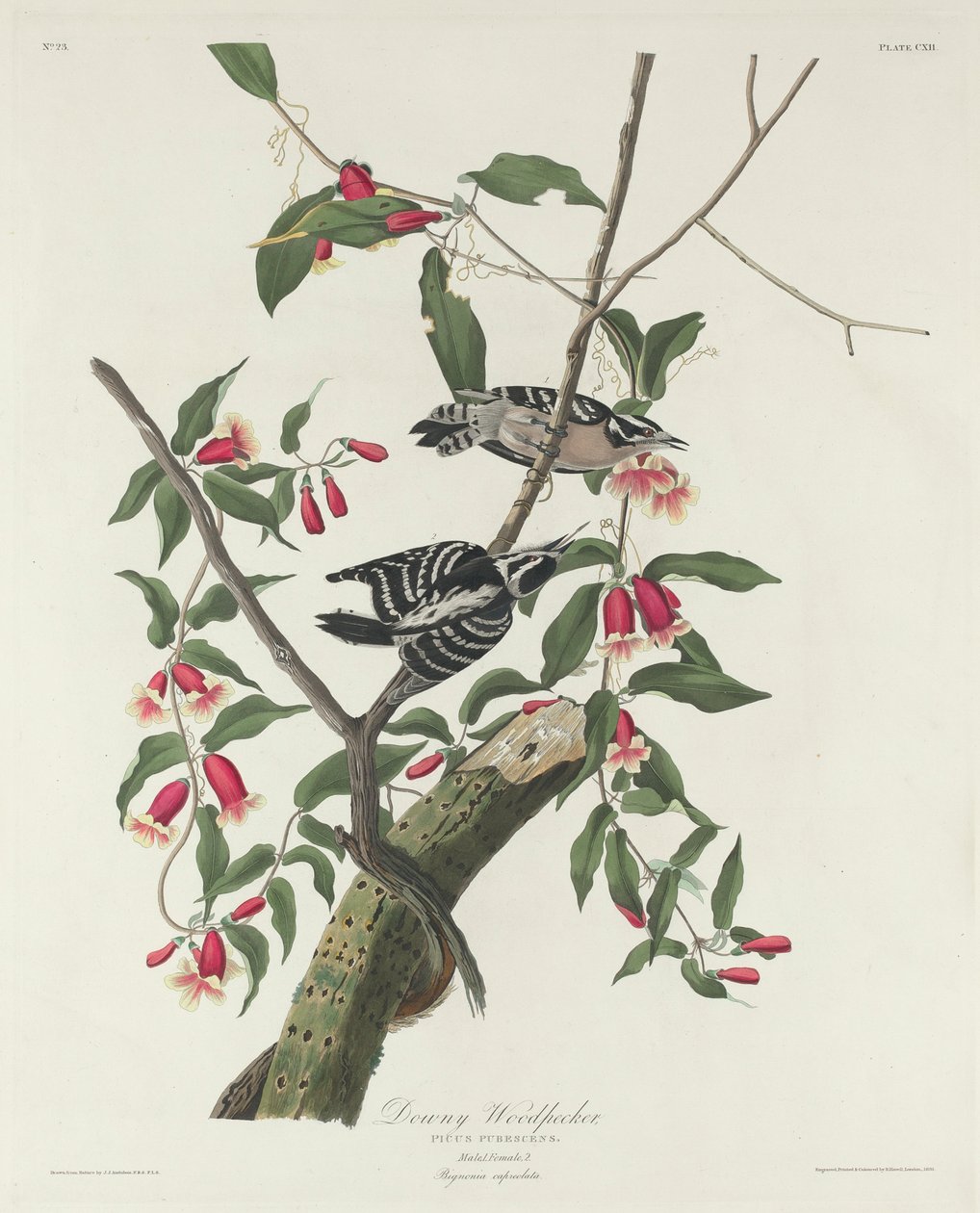 Dunet spætte, 1831 af John James Audubon