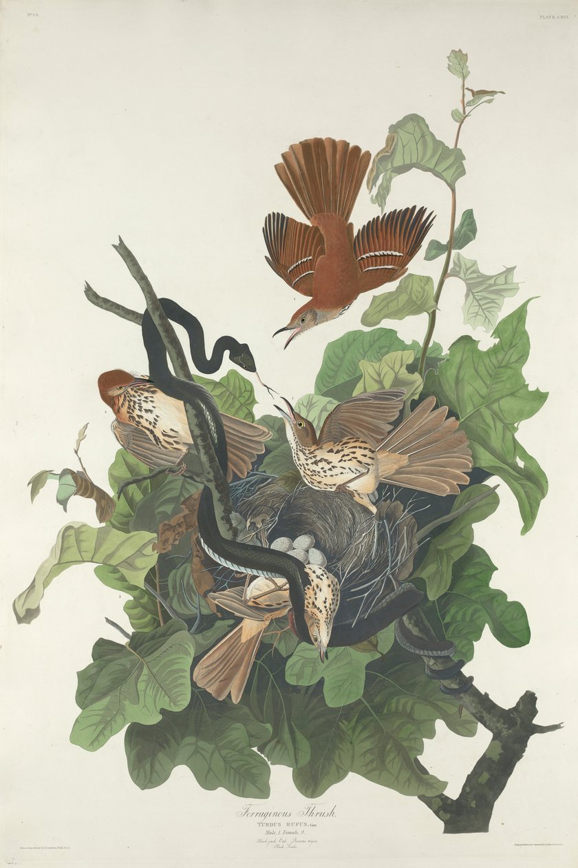 Ferruginous Thrush, 1831 af John James Audubon