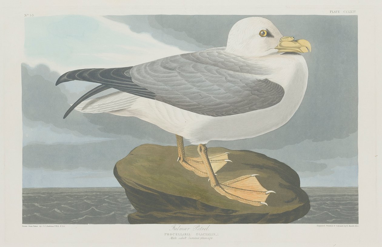 Fulmer-stormfugl, 1835 af John James Audubon