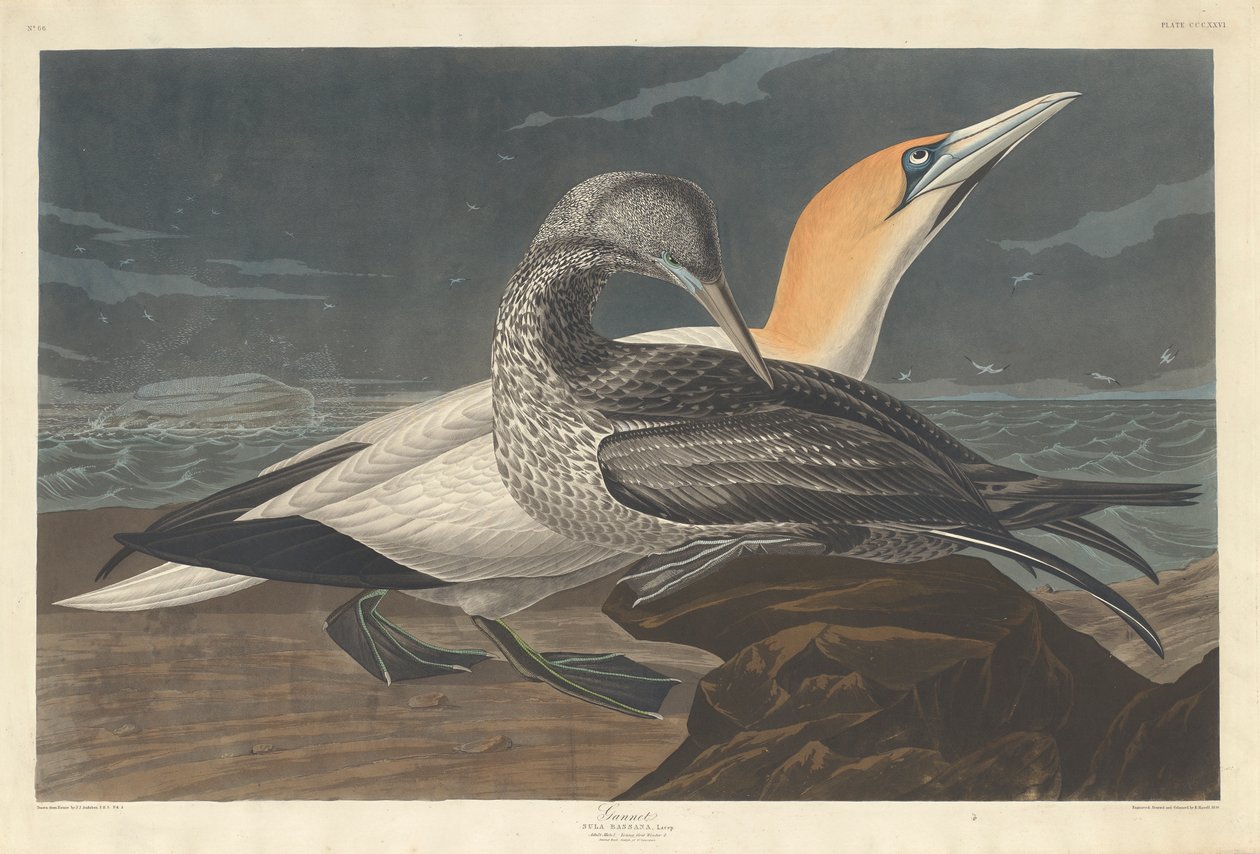 Sule, 1836 af John James Audubon