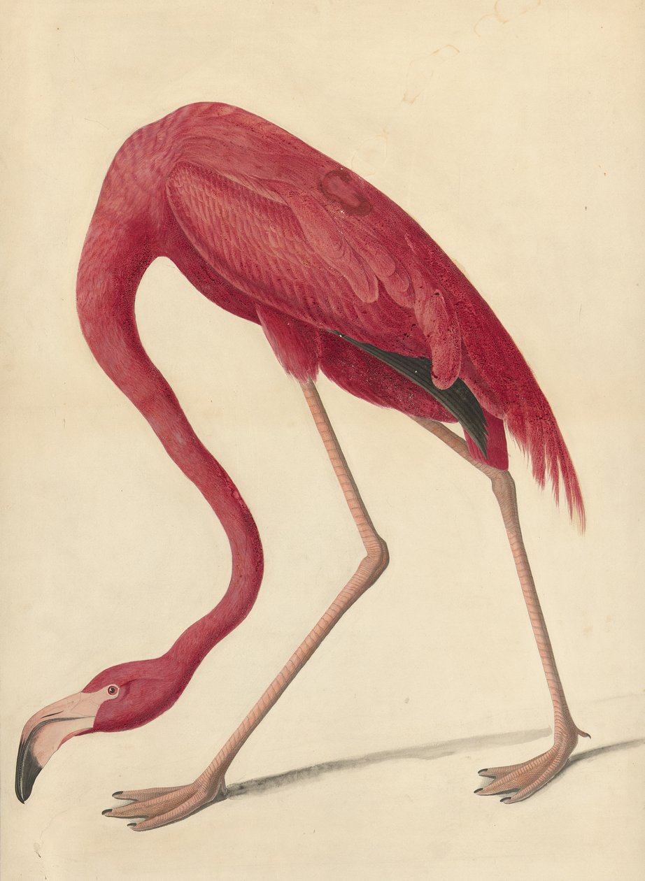 Greater Flamingo, 1838 (wc, æggehvide og grafit på papir) af John James Audubon