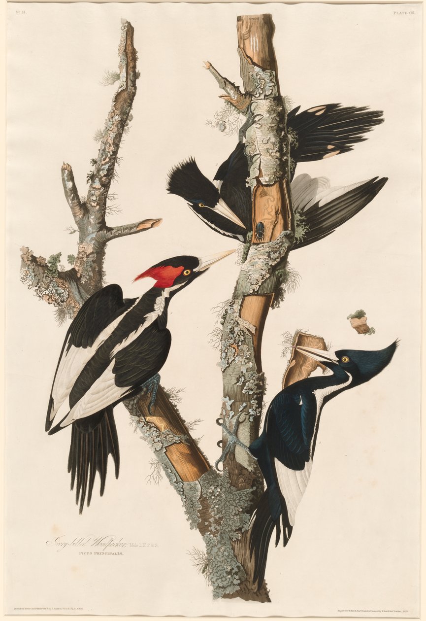 Elfenbensnæbbet spætte, 1829 af John James Audubon