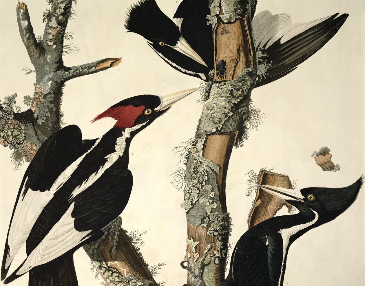 Elfenbensnæbbet spætte, fra Birds of America, graveret af Robert Havell 1793-1878 1829 farvet graveringsdetalje af 5910 af John James Audubon