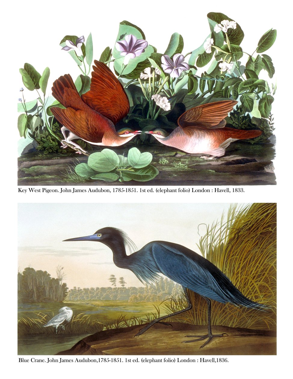 Duen og den blå trane på Key West, ca. 1833-36 af John James Audubon