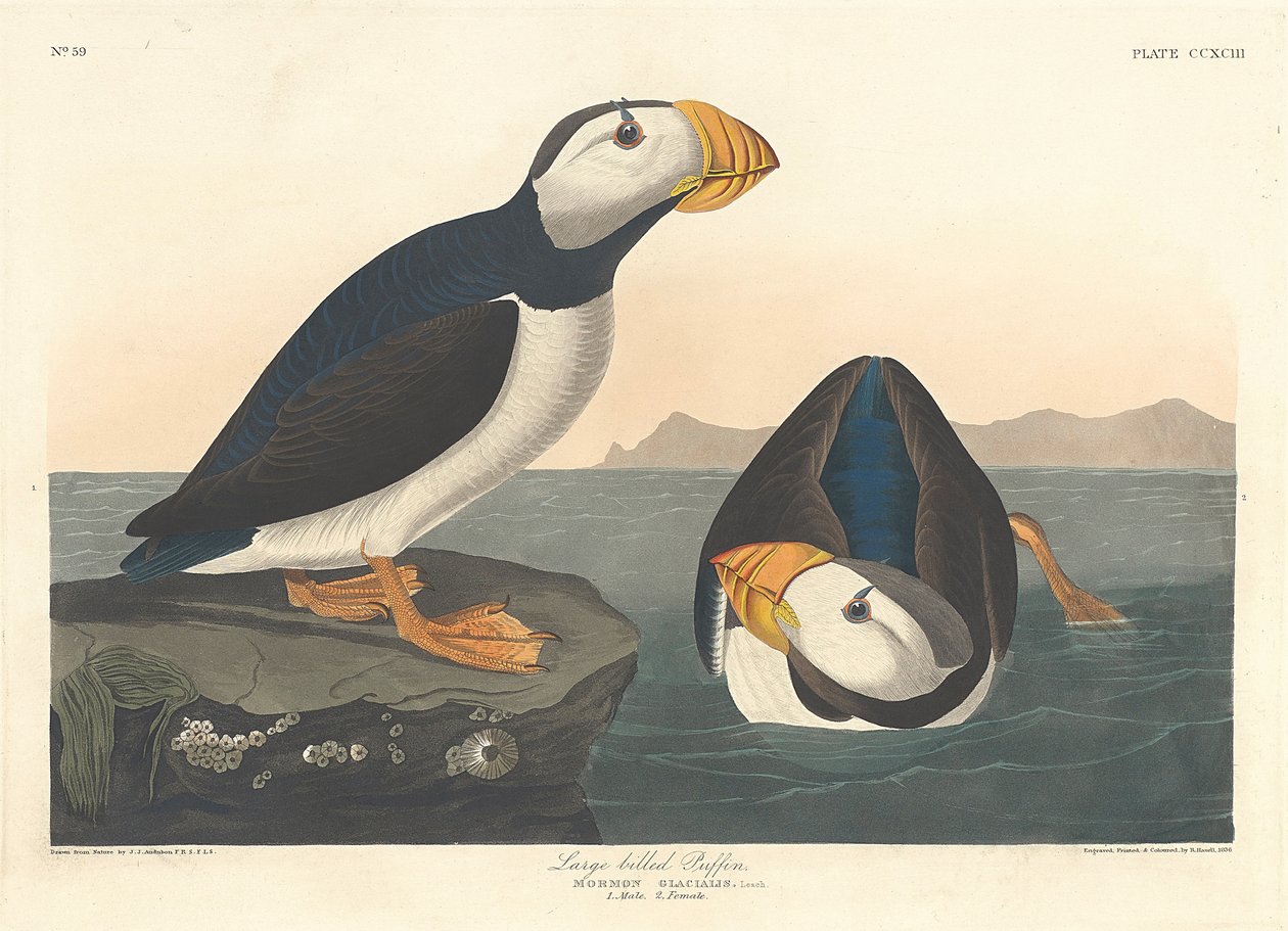 Stornæbbet Lunde, 1836 af John James Audubon