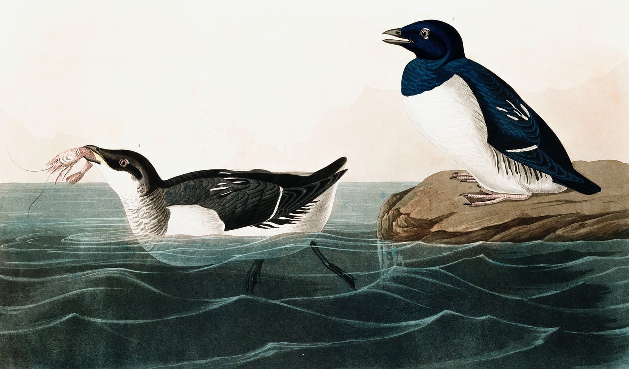 Little Auk, Uria Alle, fra The Birds of America af John J. Audubon, pub. 1827-38 (håndfarvet gravering) af John James Audubon