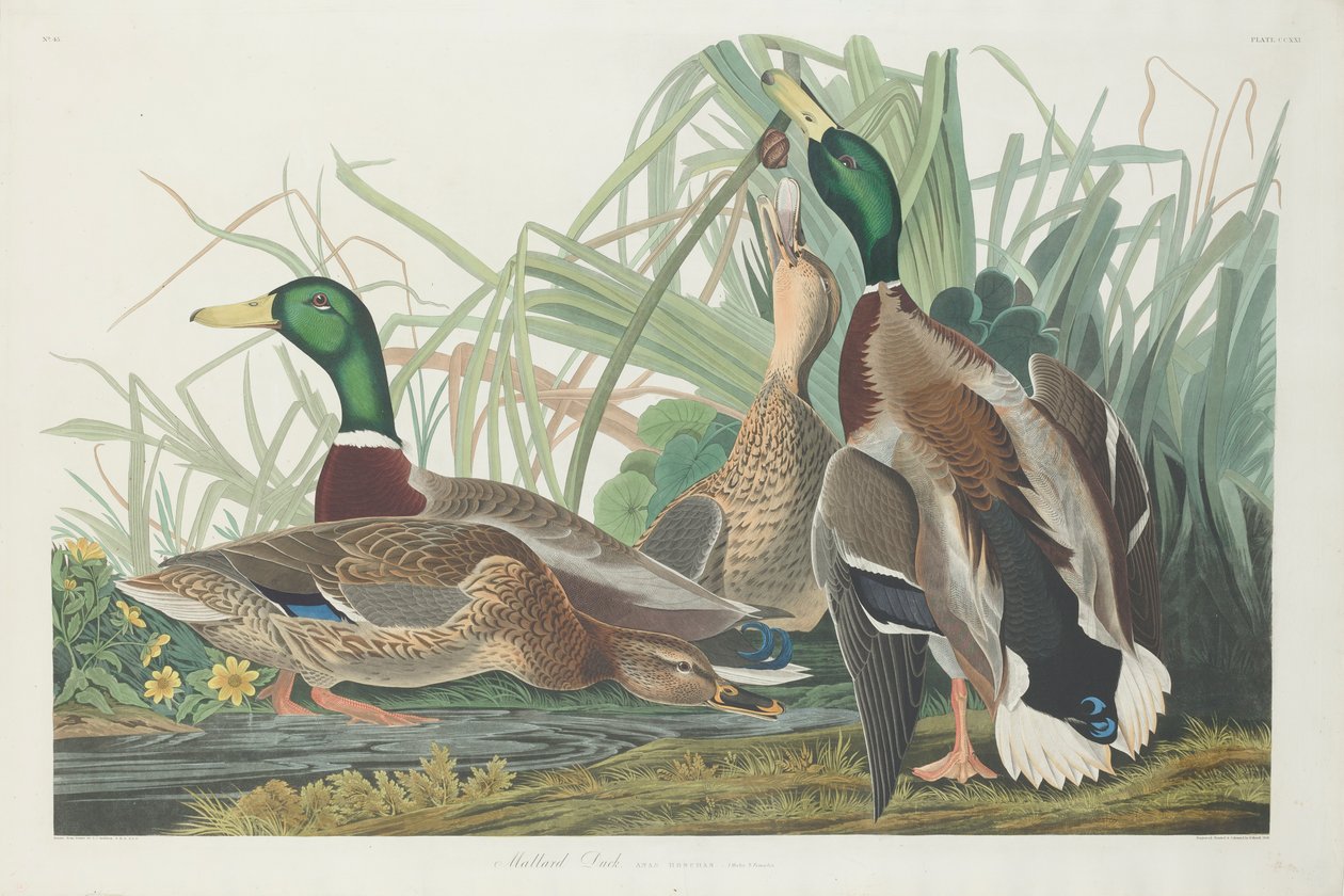 Gråand, 1834 af John James Audubon