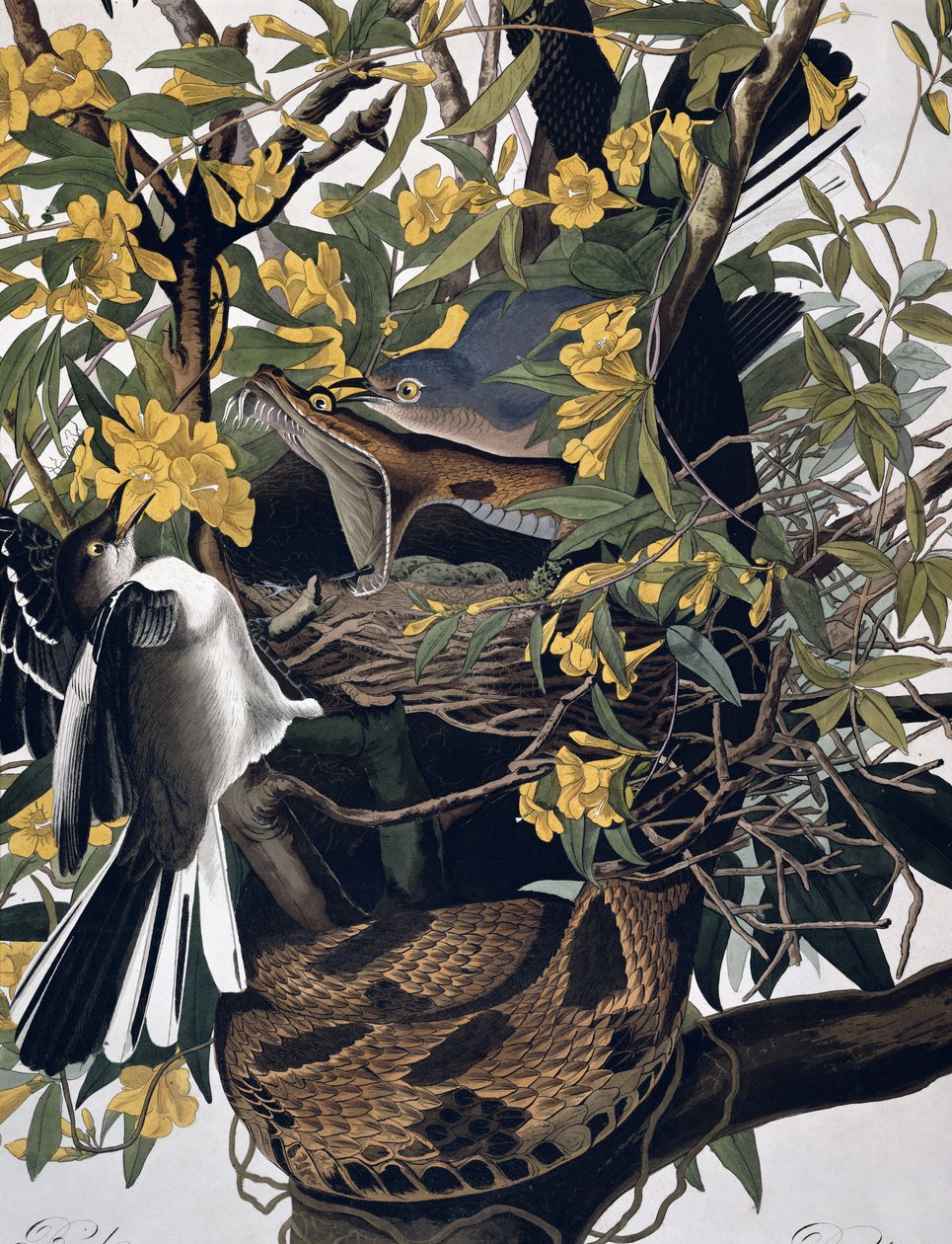 Mocking Birds and Rattlesnake, fra Birds of America, graveret af Robert Havell 1793-1878 farvet graveringsdetalje fra 195125 af John James Audubon
