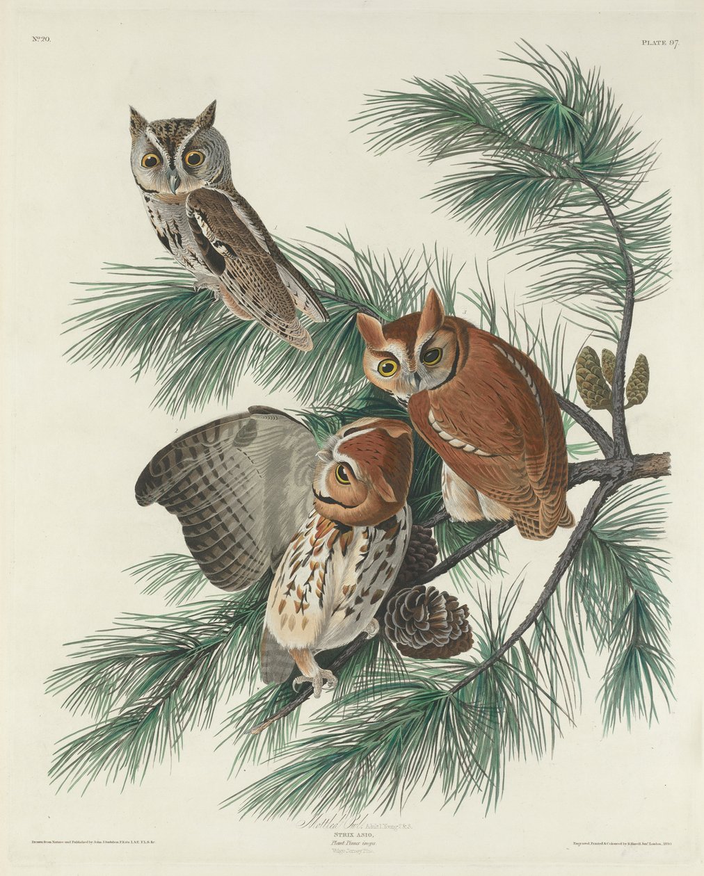 Broget ugle, 1830 af John James Audubon
