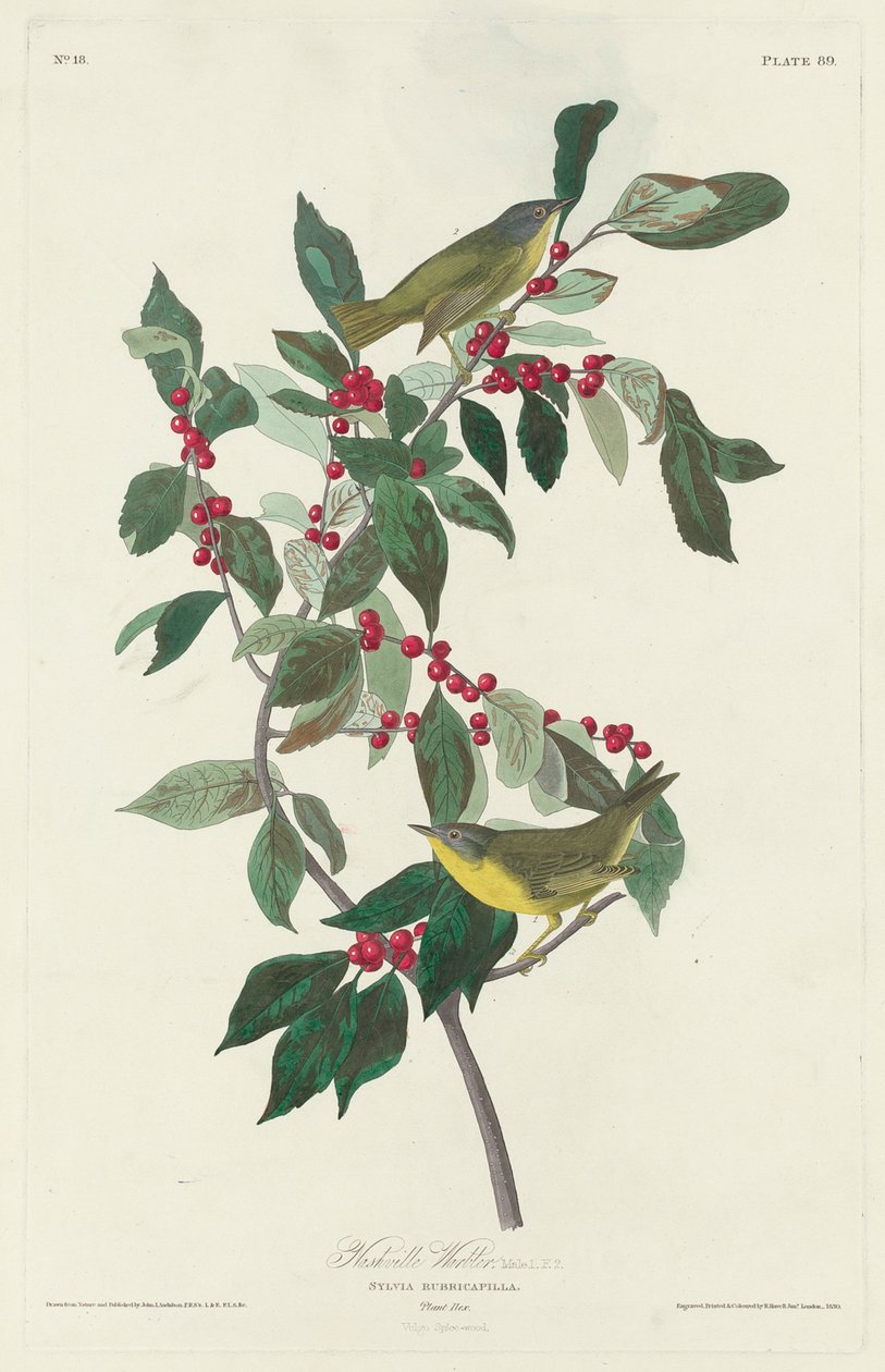 Nashville Warbler, 1830 af John James Audubon