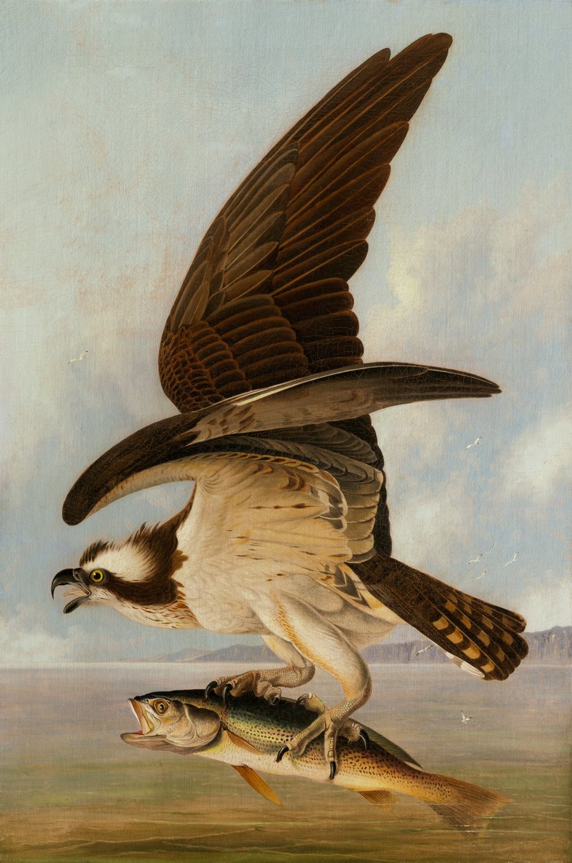 Osprey and Weakfish, 1829 (olie på lærred på hardboard) af John James Audubon