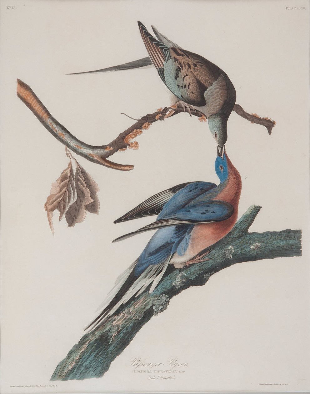 Passagerduer af John James Audubon