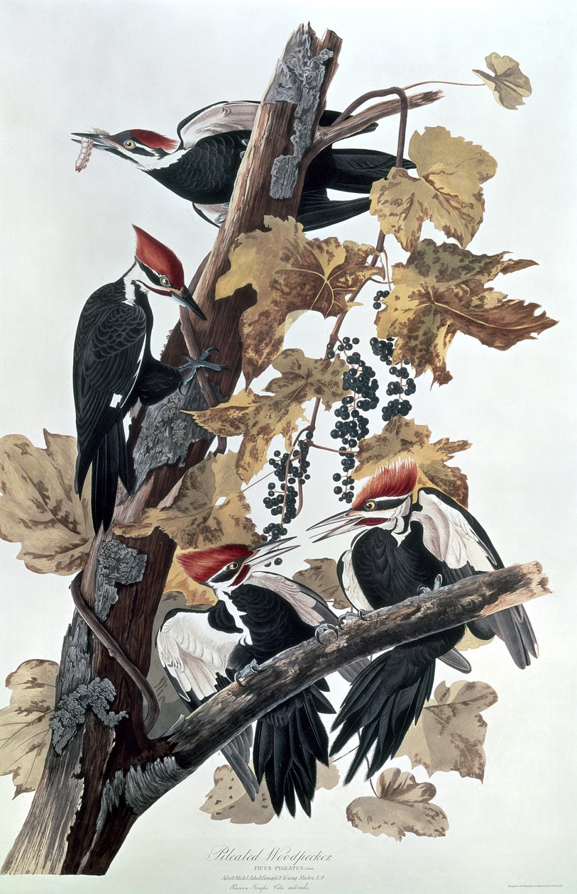 Pælede spætter af John James Audubon