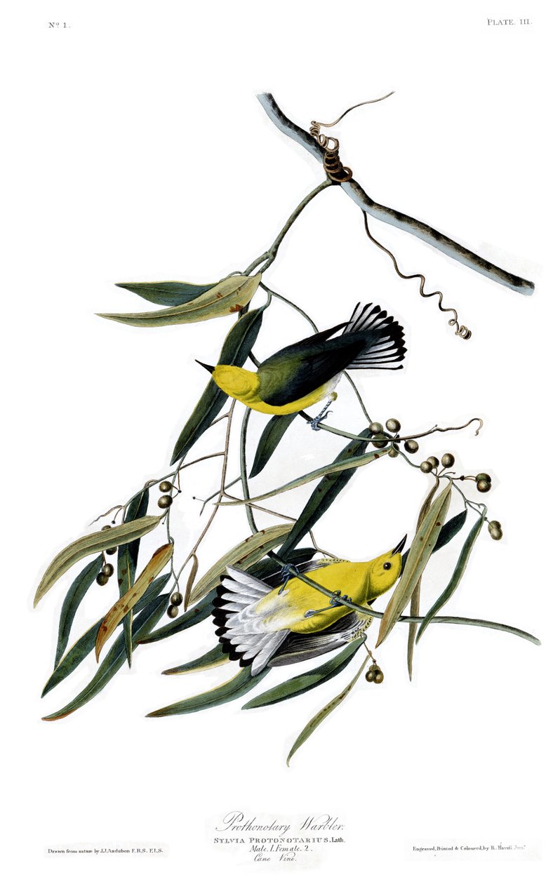 Plade 3 af Birds of America af John James Audubon, der skildrer Prothonotary Warbler af John James Audubon