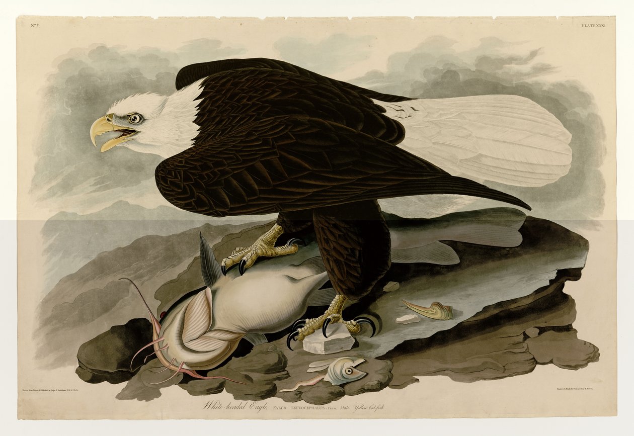 Plade 31 af Birds of America af John James Audubon, der skildrer hvidhovedet ørn af John James Audubon