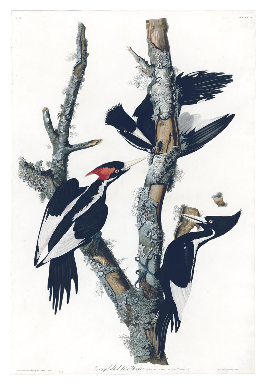 Plate 66 of Birds of America Af John James Audubon, der viser Ivory-billed Woodpecker af John James Audubon