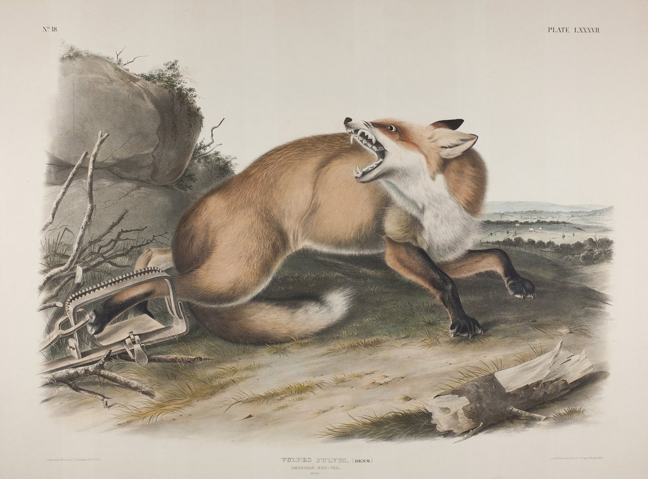 Tavle 87. Vulpes Fulvus, Desm. American Red Fox, 1846 (håndfarvet og farvetrykt litho på vævet papir) af John James Audubon