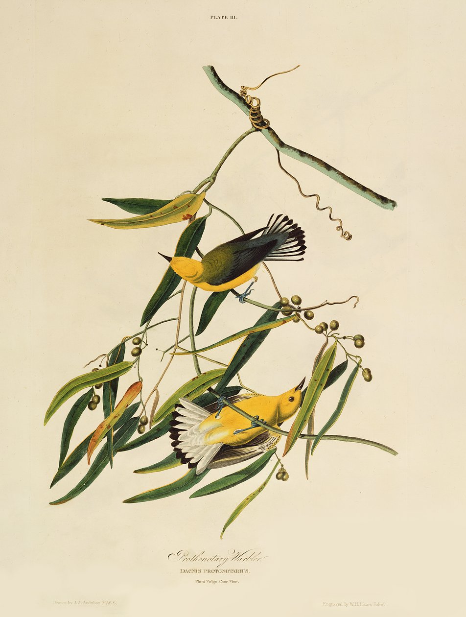 Prothonotary Warbler, fra 