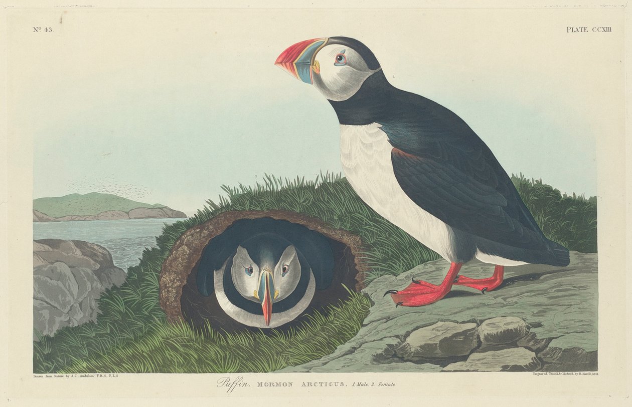 Lunde, 1834 af John James Audubon