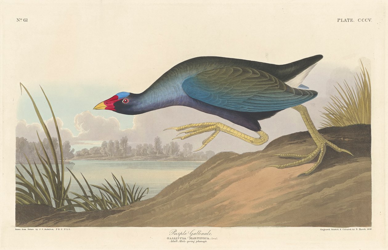 Lilla gallinule, 1836 af John James Audubon