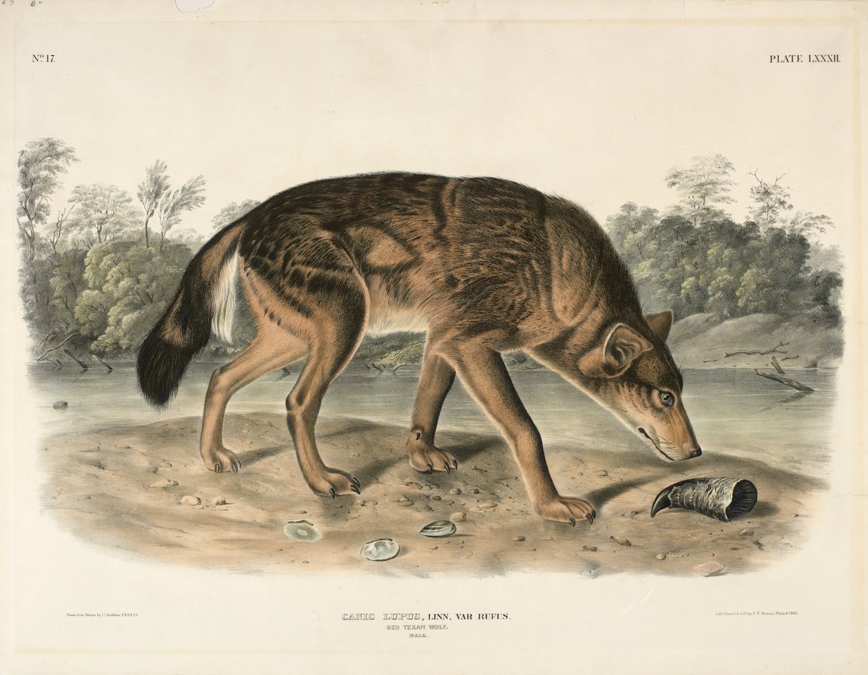 Rød texansk ulv (Canis Lupus), 1845 (håndkoloreret litografi) af John James Audubon