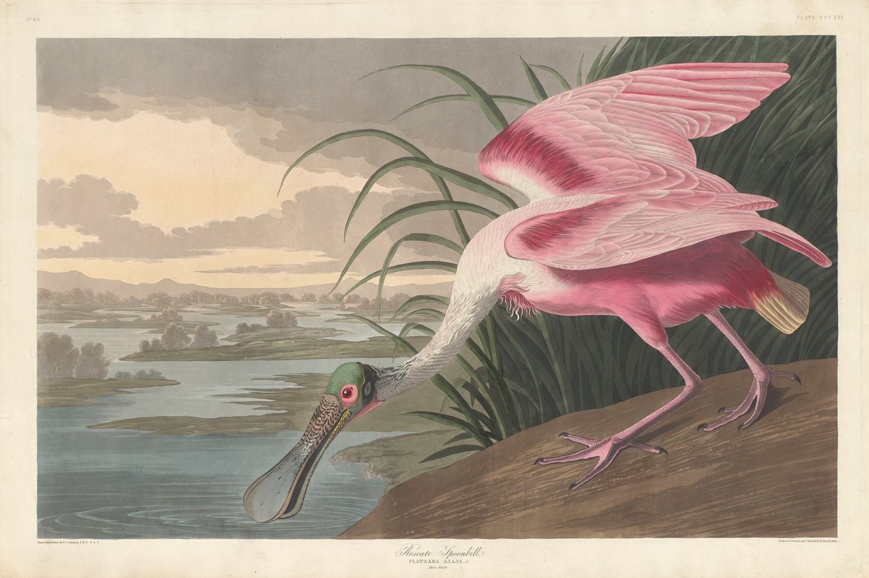 Roseat skestork, 1836 af John James Audubon