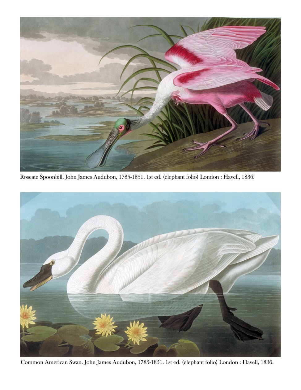 Roseat skestork og almindelig amerikansk svane, 1836 af John James Audubon