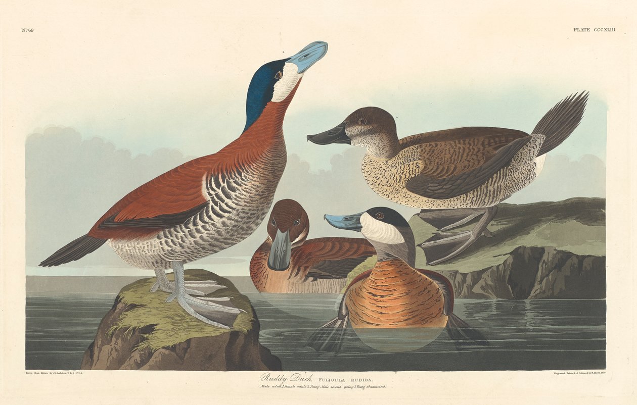 Rødand, 1836 af John James Audubon