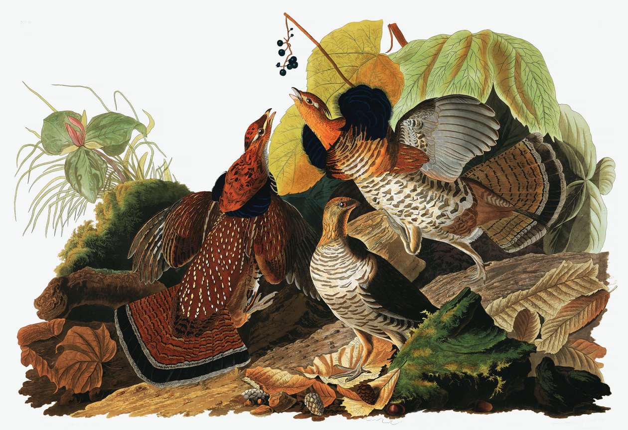 Råhøne, Tetrao Umbellus, fra The Birds of America af John J. Audubon, pub. 1827-38 (håndkoloreret gravering) af John James Audubon