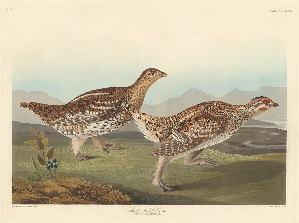 Skarphalet Grous, 1837 af John James Audubon