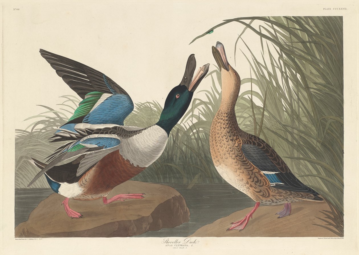 Shoveller Duck, 1836 af John James Audubon