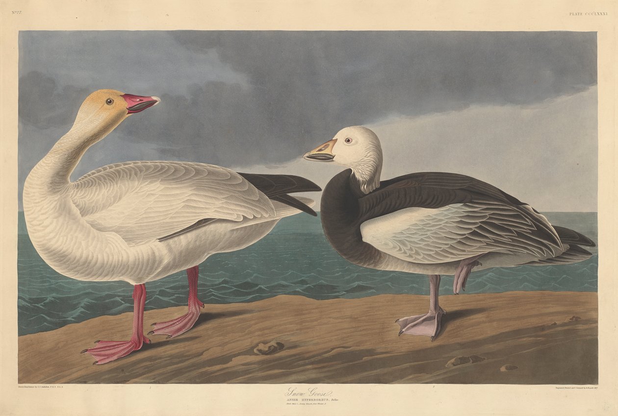 Snegås, 1837 af John James Audubon