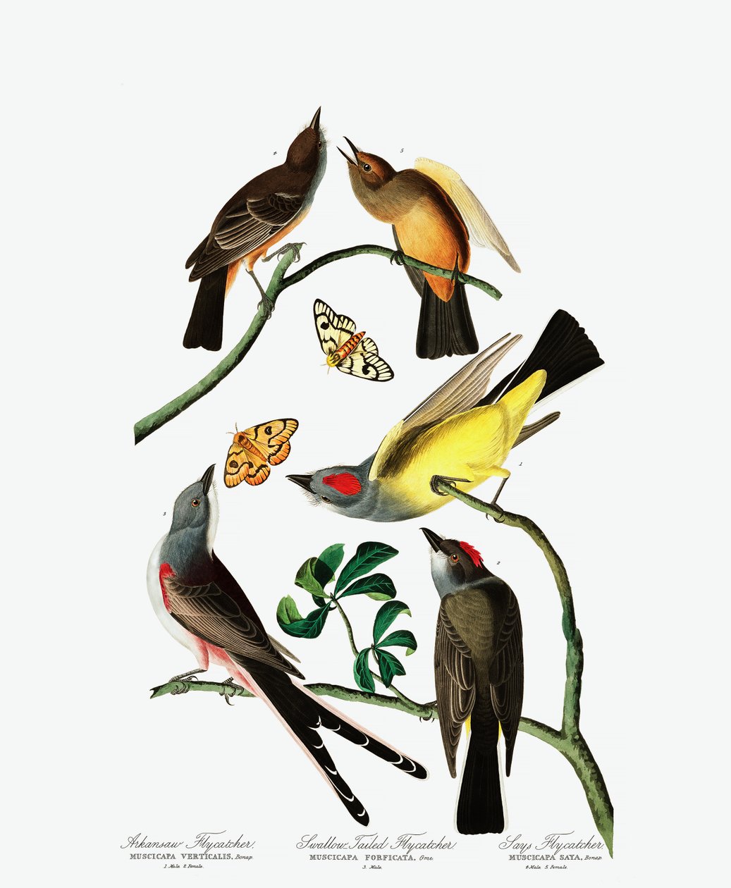 Tre varianter af fluefanger, fra The Birds of America af John J. Audubon, pub. 1827-38 (håndfarvet gravering) af John James Audubon
